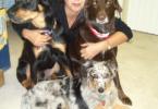Dog Daycare, Dog Boarding, and Dog Grooming -PAWS