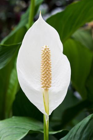 peace lily poisonous for dogs