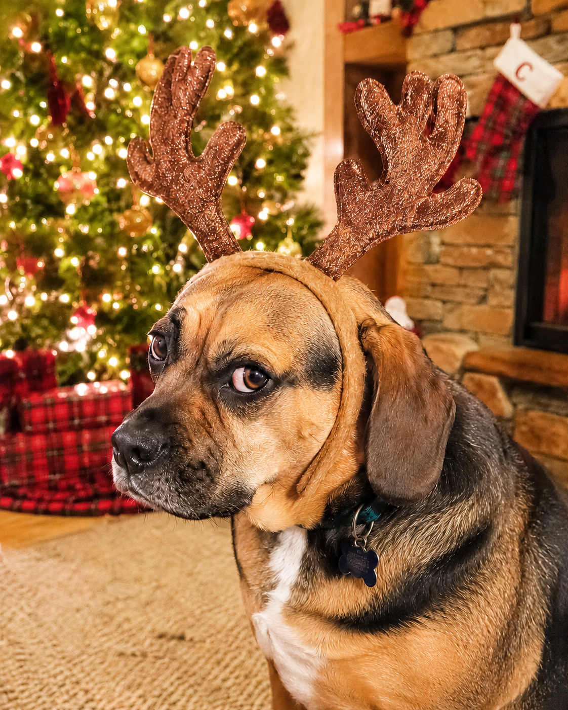 Christmas photo of a dog wearing antlers and looking mildly betrayed by the entire human species