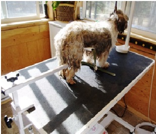 Unknown no-sit grooming device attached to the opposite side of a grooming table and running under a dog’s belly to help keep the dog standing.