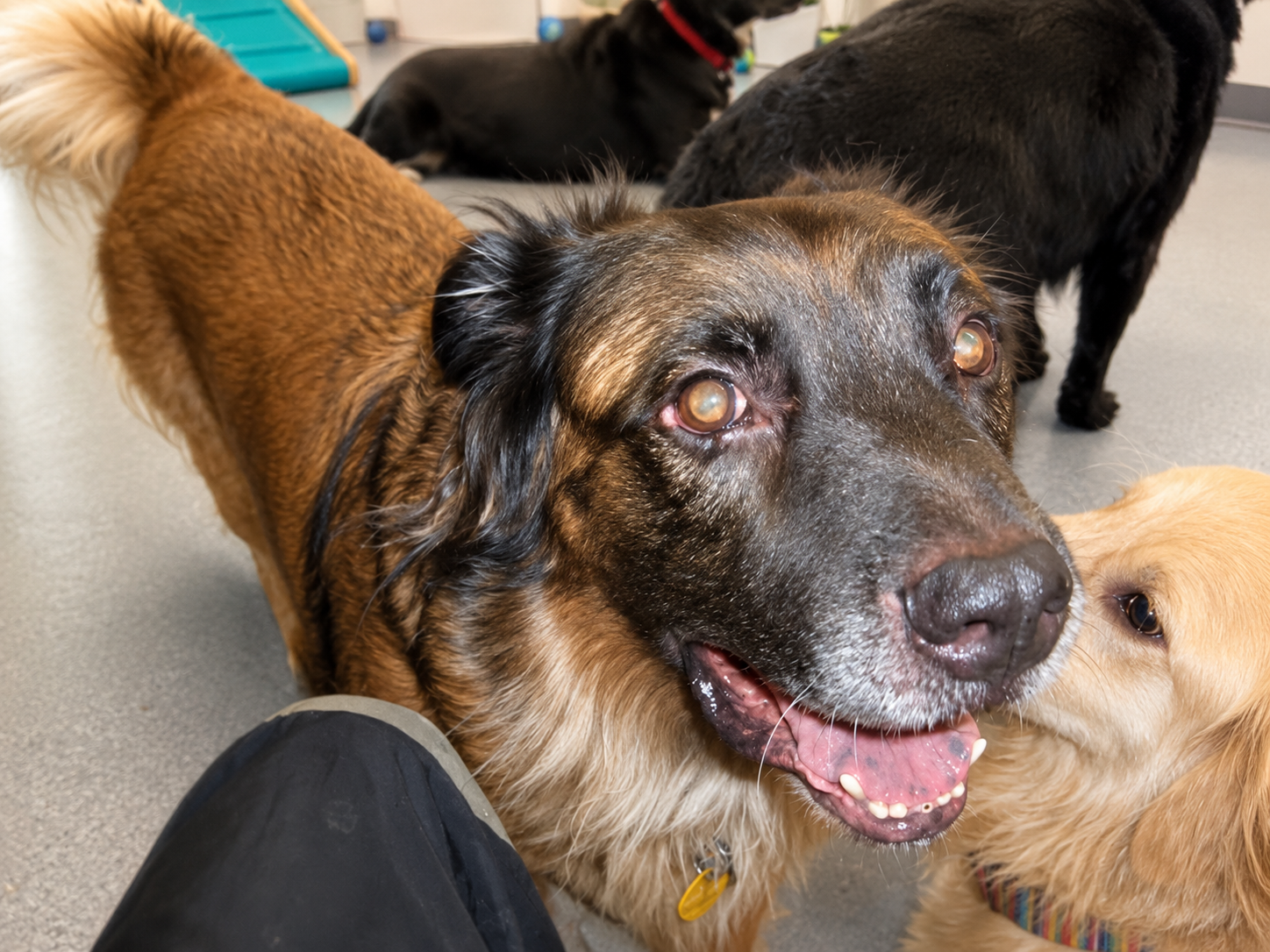 Bear smiling with other dogs at PAWS dog daycare