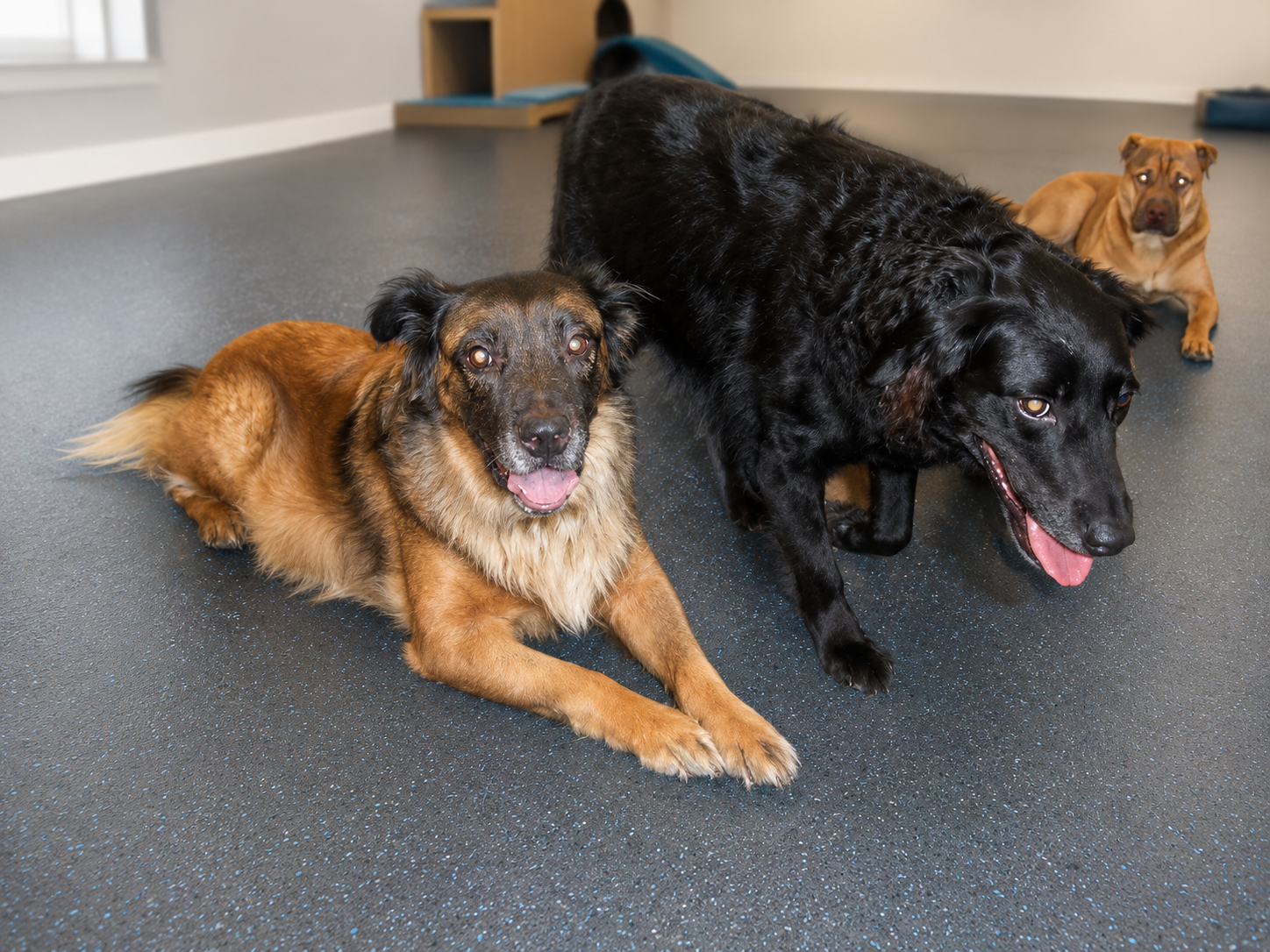 Bear resting beside another dog at PAWS dog daycare