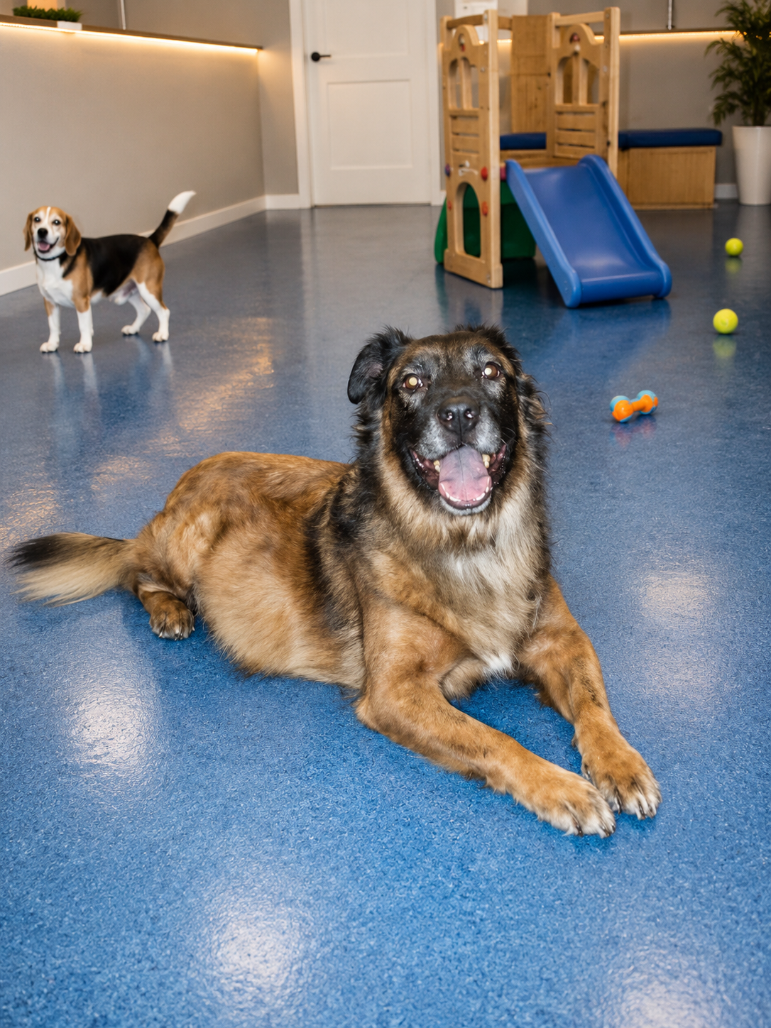 Bear relaxing in the PAWS daycare playroom