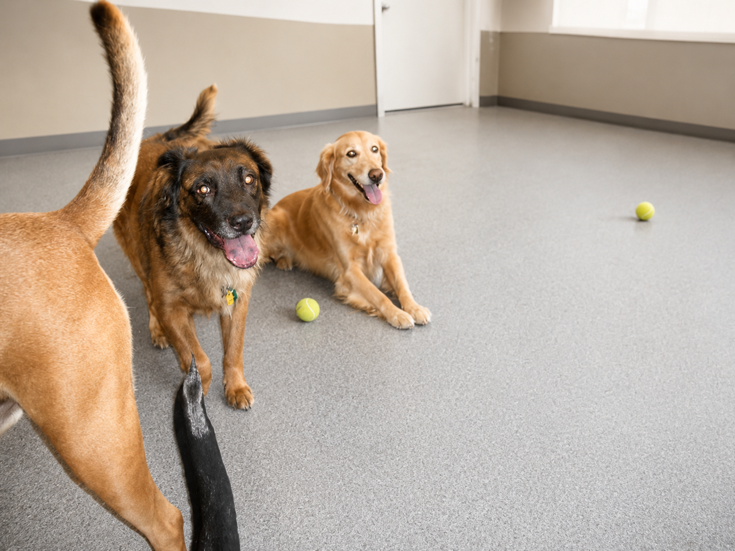 Bear with another dog in the PAWS daycare playroom