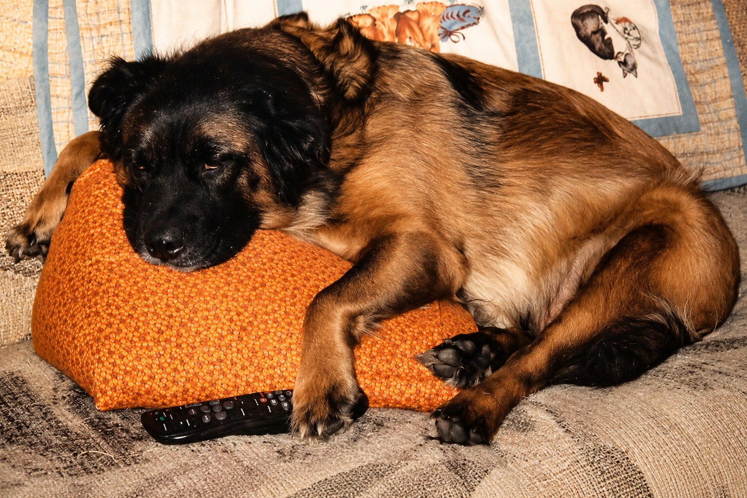Bear Rawls resting at home with his head on a pillow