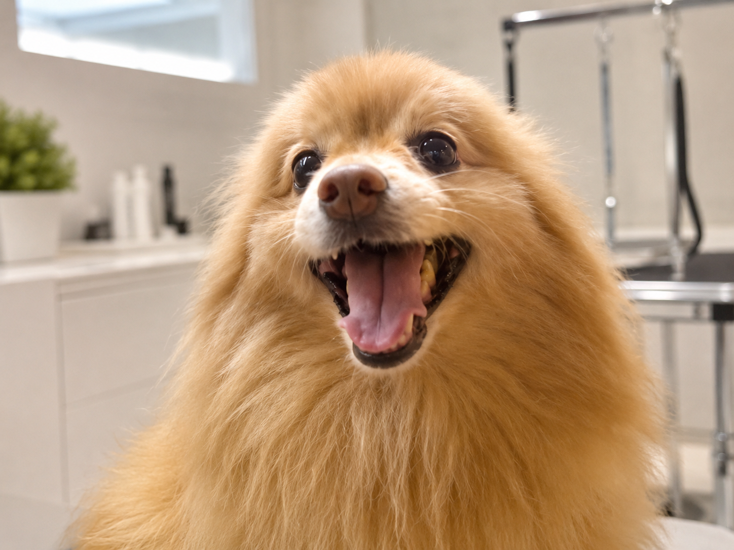 Grooming fun at PAWS
