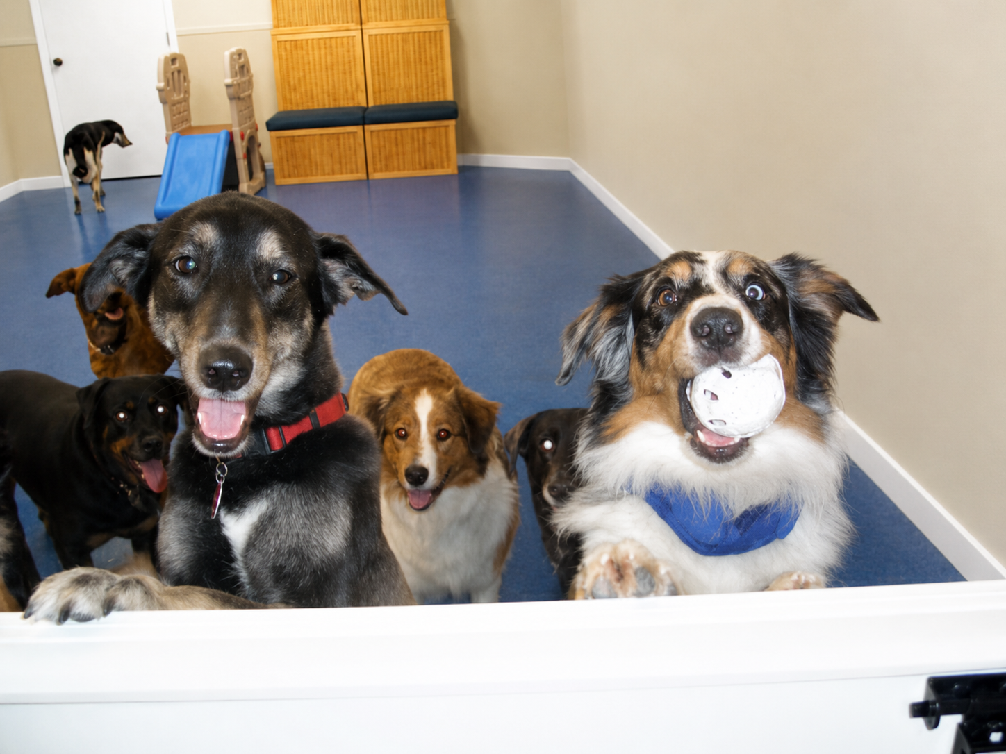 PAWS Dog Daycare
