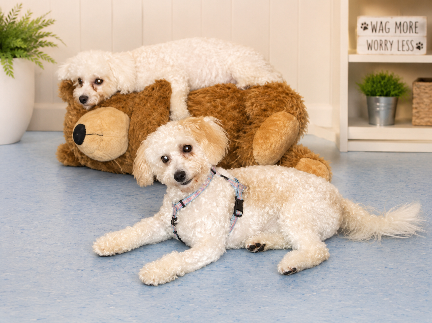 Teddy bear