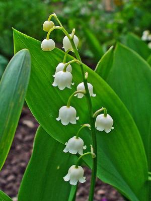 Lily of The Valley Is Poisonous To Pets