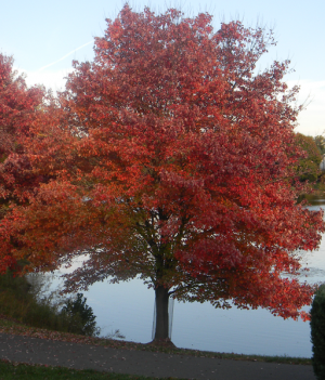 Are japanese maples hot sale toxic to dogs