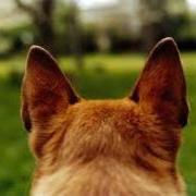 Erect dog ears