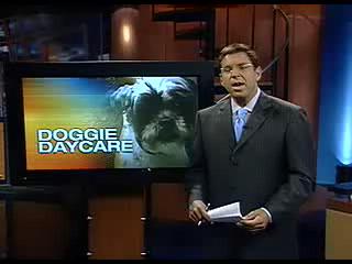 CBS News coverage of PAWS Dog Daycare