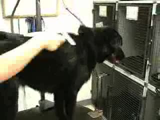FURminator Shed-Less treatment comparison video thumbnail