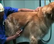 FURminator treatment for a Golden Retriever video thumbnail
