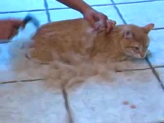 FURminator treatment for a cat video thumbnail