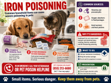 Iron supplements, prenatal vitamins, oxygen absorbers, disposable warmers, and garden products that can expose pets to concentrated iron.
