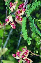 Precatory bean, Abrus precatorius, with pinnate leaves, pink pea-like flowers, brown pods, and glossy scarlet seeds marked black around one end.