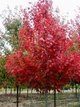 Carolina Maple, Acer rubrum, a red maple tree toxic to horses when leaves are wilted or dried