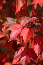 Swamp maple or red maple (Acer rubrum) with opposite three- to five-lobed serrated leaves, red leaf stalks and veins, pale leaf undersides, reddish twigs, and red-orange autumn foliage.