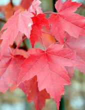 Carolina Maple tree with opposite three- to five-lobed serrated leaves, reddish petioles, paired red winged samaras, and vivid red-orange autumn foliage