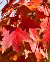 Red maple, Acer rubrum, with opposite three- to five-lobed serrated leaves, red petioles, pale leaf undersides, and paired winged samaras.