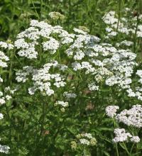 Dog Daisy, Achillea millefolium, a yarrow plant containing bitter glycoalkaloids, volatile oils, and sesquiterpene lactones toxic to dogs, cats, and horses