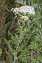 Milfoil or Achillea millefolium growing as an upright spreading perennial with aromatic fern-like finely divided leaves and broad flat-topped clusters made up of many tiny white flower heads with pale yellow centers.