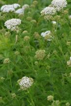 Common yarrow, Achillea millefolium, with aromatic finely divided fernlike leaves and dense flat-topped clusters of tiny white flower heads.