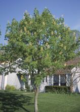 Buckeye, Aesculus glabra, a saponin-toxic tree for pets and horses