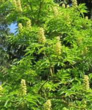 Ohio Buckeye tree with opposite palmately compound leaves divided into five toothed leaflets, upright clusters of yellow-green flowers, and round prickly capsules containing glossy brown seeds with large pale circular scars