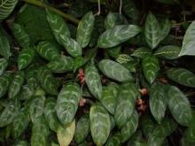 Chinese Evergreen, Aglaonema modestum, a calcium-oxalate toxic houseplant for pets