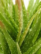 Barbados Aloe, Aloe barbadensis, a toxic succulent plant for pets