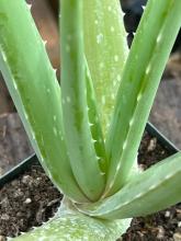 An aloe vera plant with thick, fleshy, grayish-green leaves that curve upward in a rosette pattern. The spear-shaped leaves feature small, sharp, pale teeth along their edges and a smooth, matte surface.