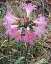 Amaryllis belladonna L.
