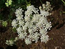 Bishop’s Weed, Ammi majus, a photosensitizing toxic plant for pets and livestock