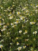 Mayweed or Anthemis cotula, a branching annual weed with finely divided fern-like leaves and small daisy-shaped flower heads composed of white ray florets surrounding raised yellow centers.