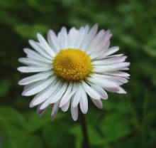 Ground Apple or Roman Chamomile, Chamaemelum nobile, forming a low creeping mat of finely divided aromatic green foliage with small white daisy-like flowers surrounding yellow centers