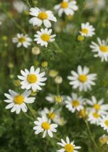 Stinking chamomile or mayweed (Anthemis cotula), a bushy annual with finely divided fernlike leaves and small white daisy flowers surrounding raised yellow centers.