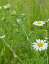 Poison daisy, Anthemis cotula, with finely divided feathery leaves and white daisy-like rays surrounding raised yellow flower centers.