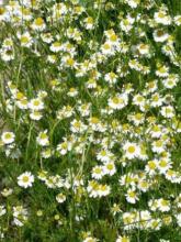 Roman chamomile, Chamaemelum nobile, forming a low mat of finely divided aromatic green leaves with small white daisy-like flower heads surrounding yellow centers.