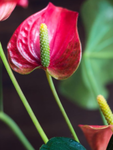Oilcloth Flower or Flamingo Flower (Anthurium scherzerianum) with glossy narrow green leaves, a bright red-orange spathe, and a curled corkscrew-shaped spadix