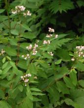 Spreading dogbane with branching reddish stems, opposite drooping oval leaves, clusters of small pinkish-white bell-shaped flowers, and paired slender seed pods