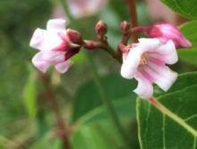 Bitter Root, Apocynum androsaemifolium, a cardiac-glycoside toxic plant for pets and livestock