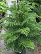 Araucaria heterophylla