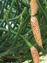 Potted Norfolk Island Pine (Araucaria heterophylla) with a straight trunk, evenly spaced tiers of horizontal branches, and soft green needle-like juvenile leaves