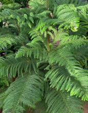 Norfolk Island pine (Araucaria heterophylla) with a straight central stem, evenly spaced tiers of horizontal branches, and soft bright-green awl-shaped juvenile leaves.