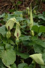 Bobbins, Arum maculatum, a calcium-oxalate toxic wild arum plant for pets