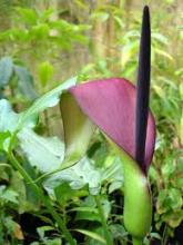 Black Calla, Arum palestinum, a calcium-oxalate toxic plant for pets