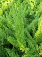 Asparagus densiflorus cv sprengeri