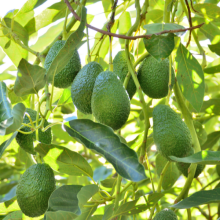 Avocado-tree-Persea-americana
